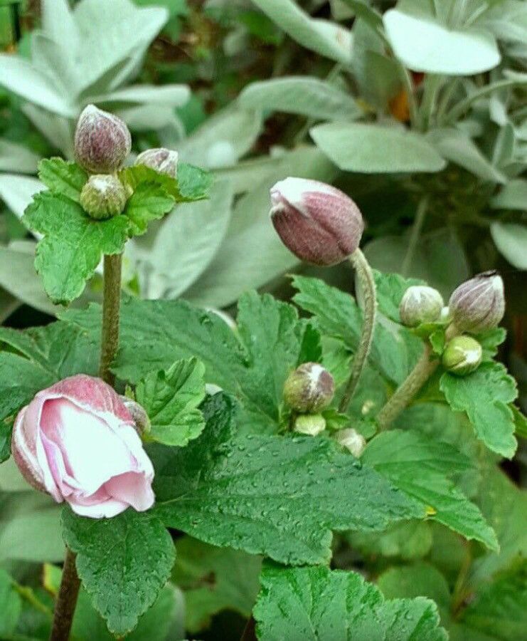 Anemone hupehensis flower