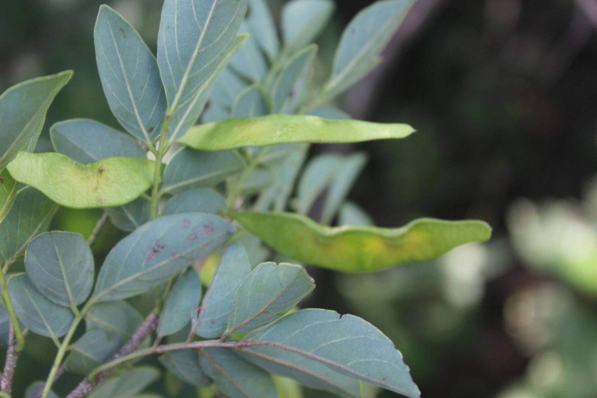 Lonchocarpus lanceolatus leaf