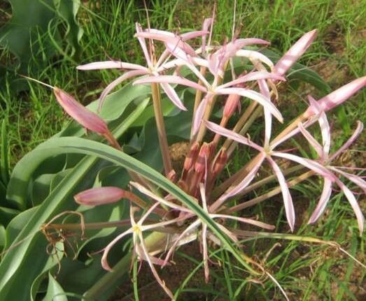 Crinum buphanoides flower