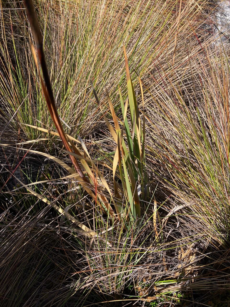 Orthrosanthus chimboracensis — related species from the same genus