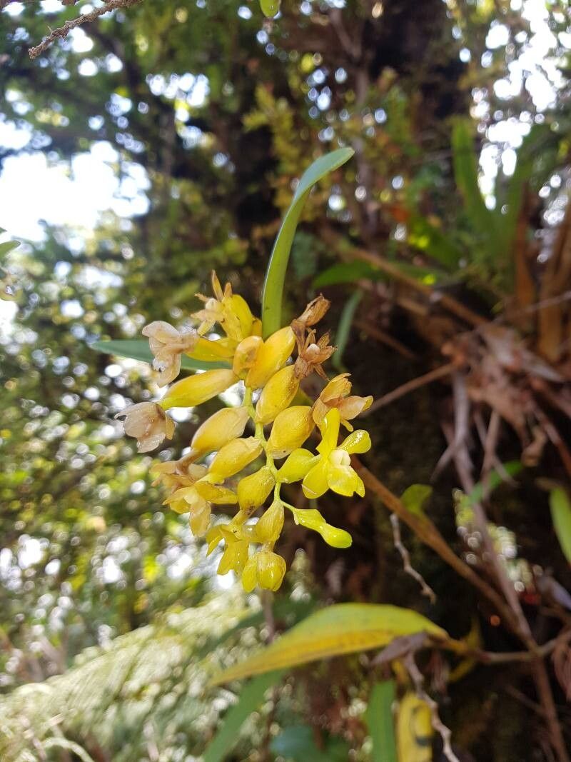 Epidendrum barbae flower