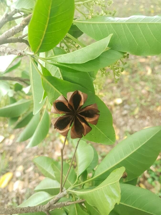 Esenbeckia leiocarpa fruit