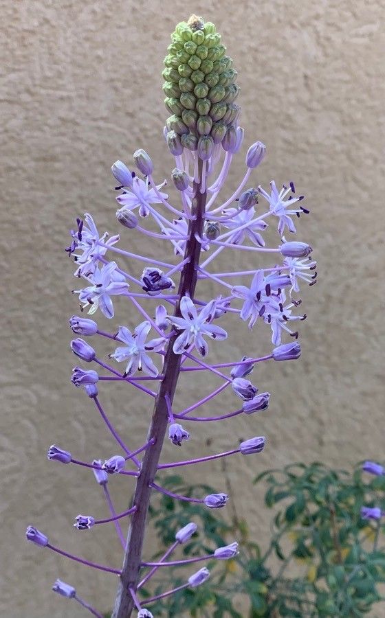 Scilla hyacinthoides flower