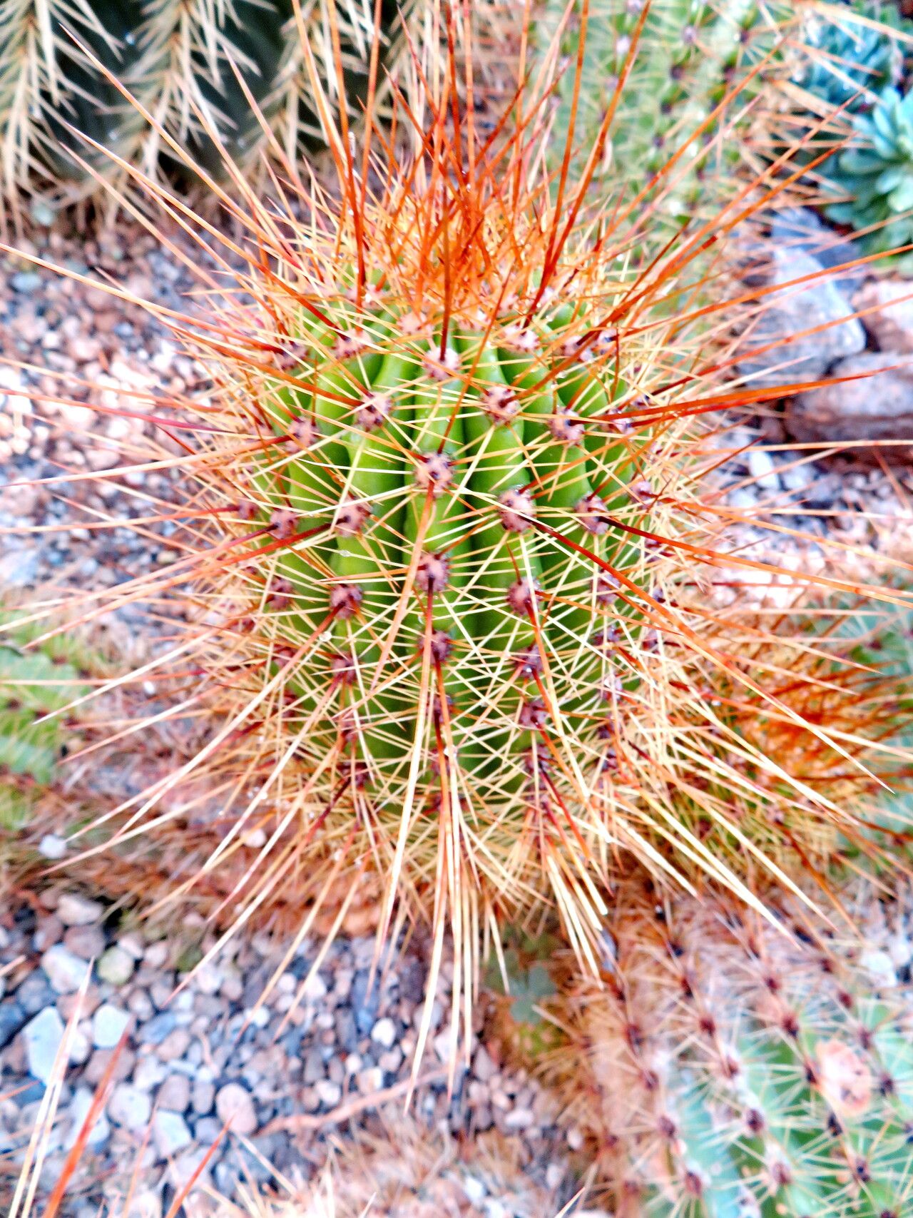 Soehrensia candicans leaf
