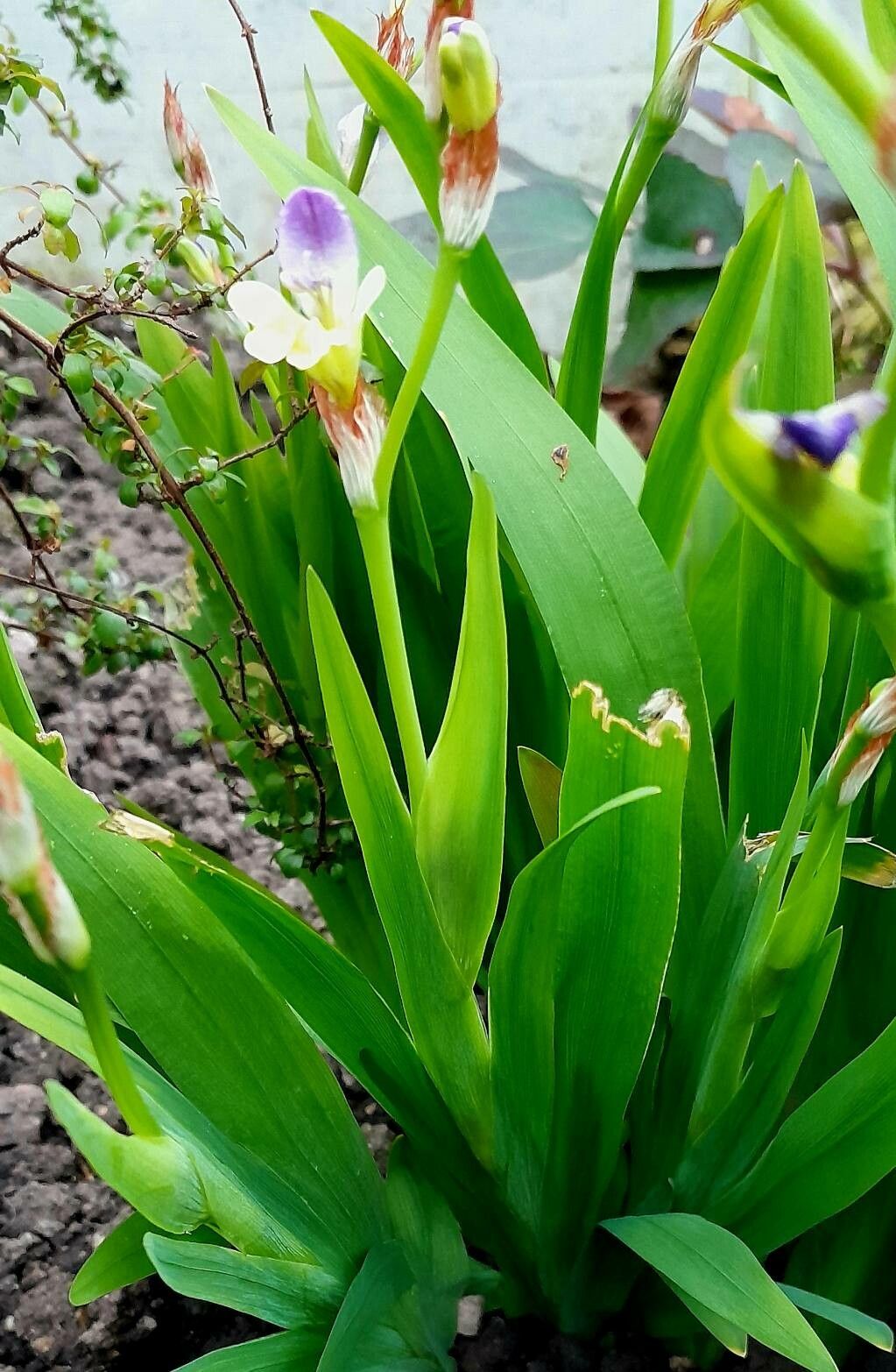 Sparaxis villosa — search result for 'Sparaxis'