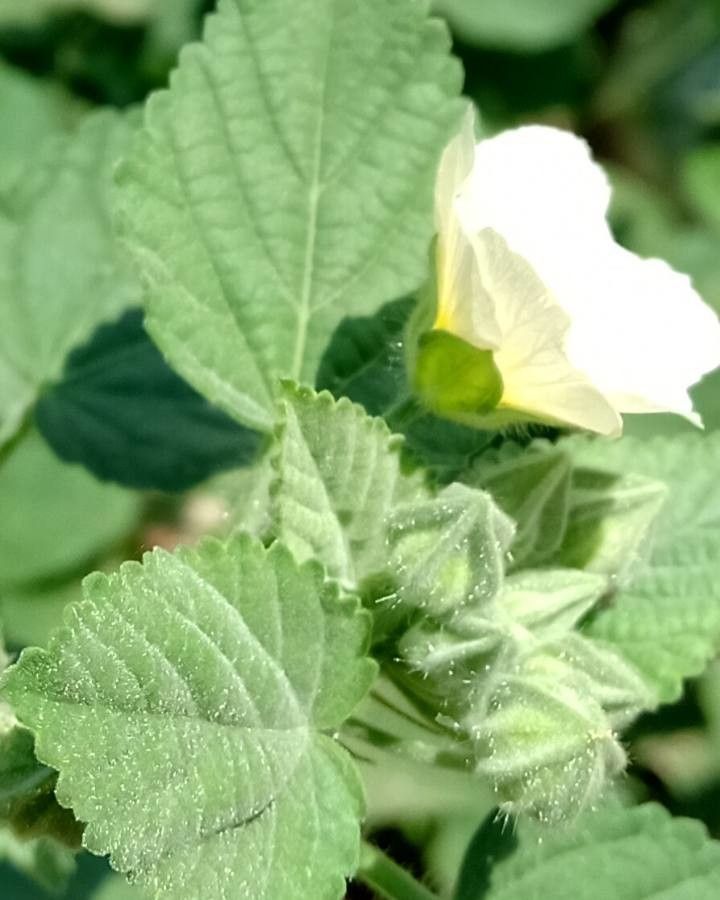 Sida cordifolia fruit