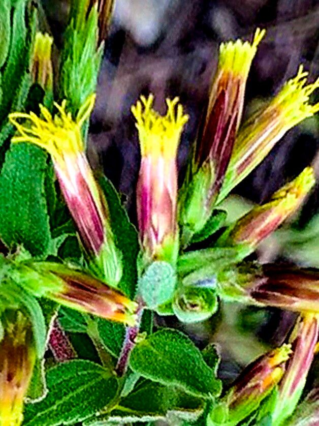 Brickellia cylindracea — related species from the same genus