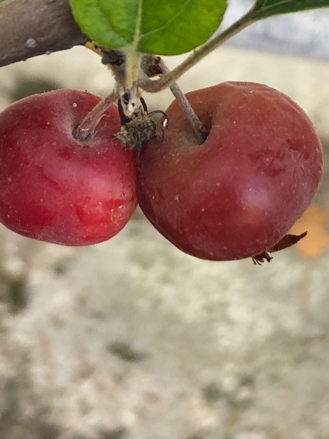 Malus × robusta fruit