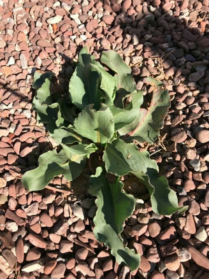 Rumex hymenosepalus leaf