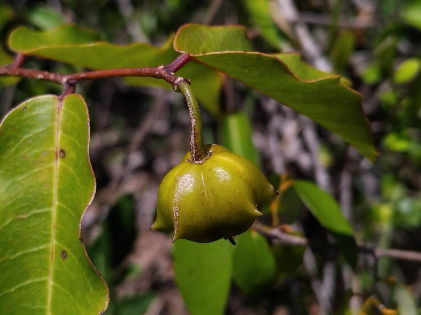 Sclerocroton melanostictus fruit