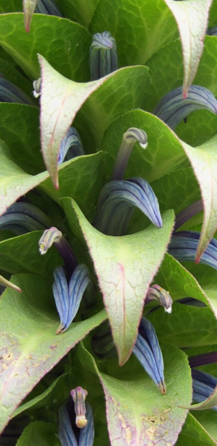 Lobelia deckenii flower