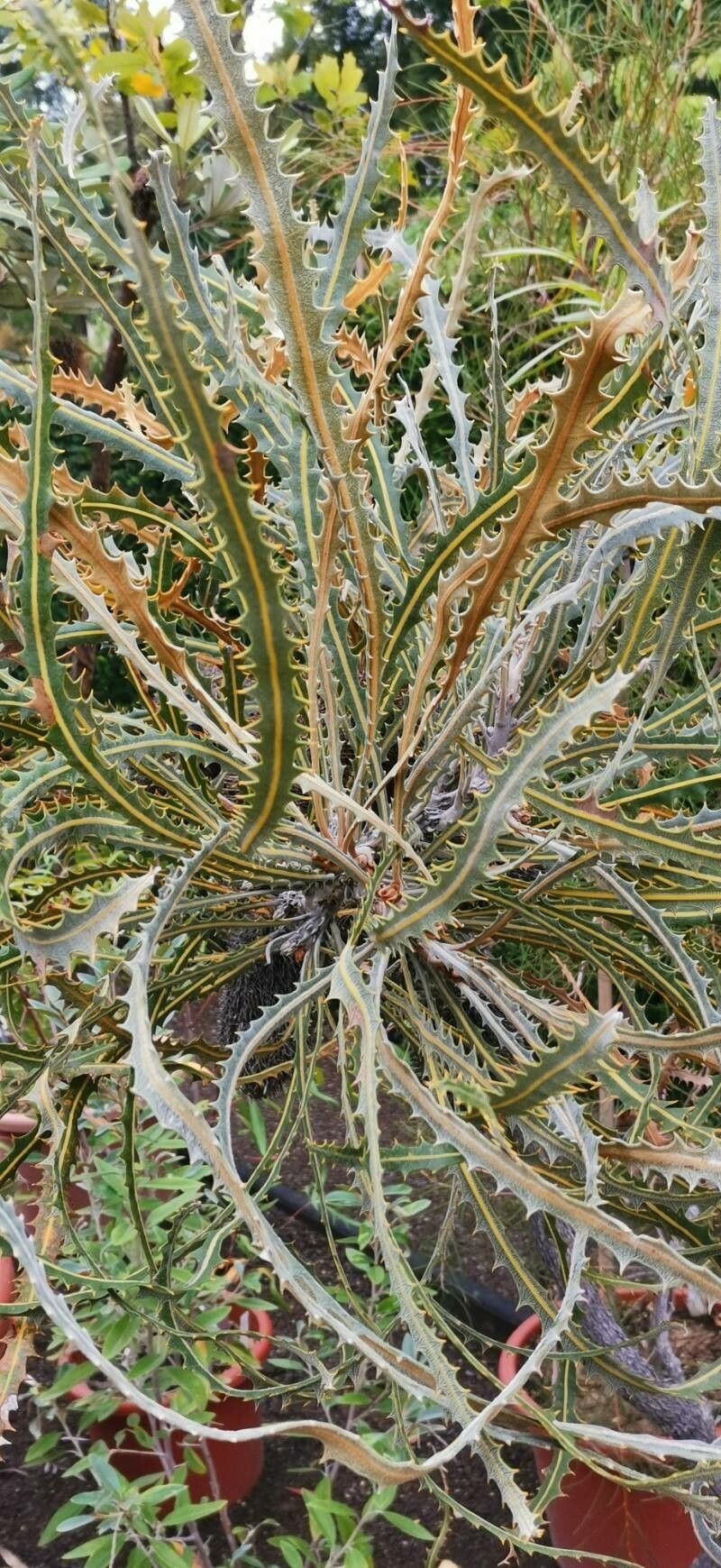 Banksia elderiana — houseplant care guide