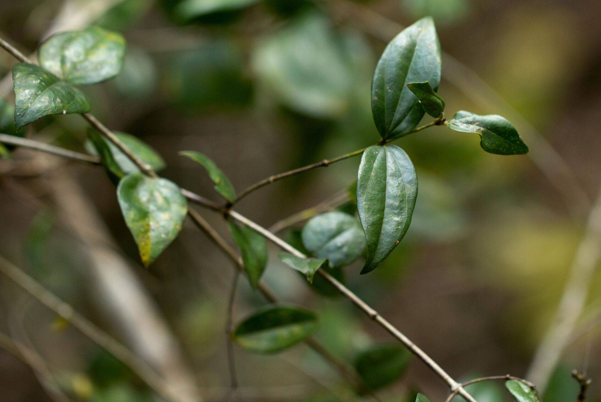 Strychnos panganensis — houseplant care guide