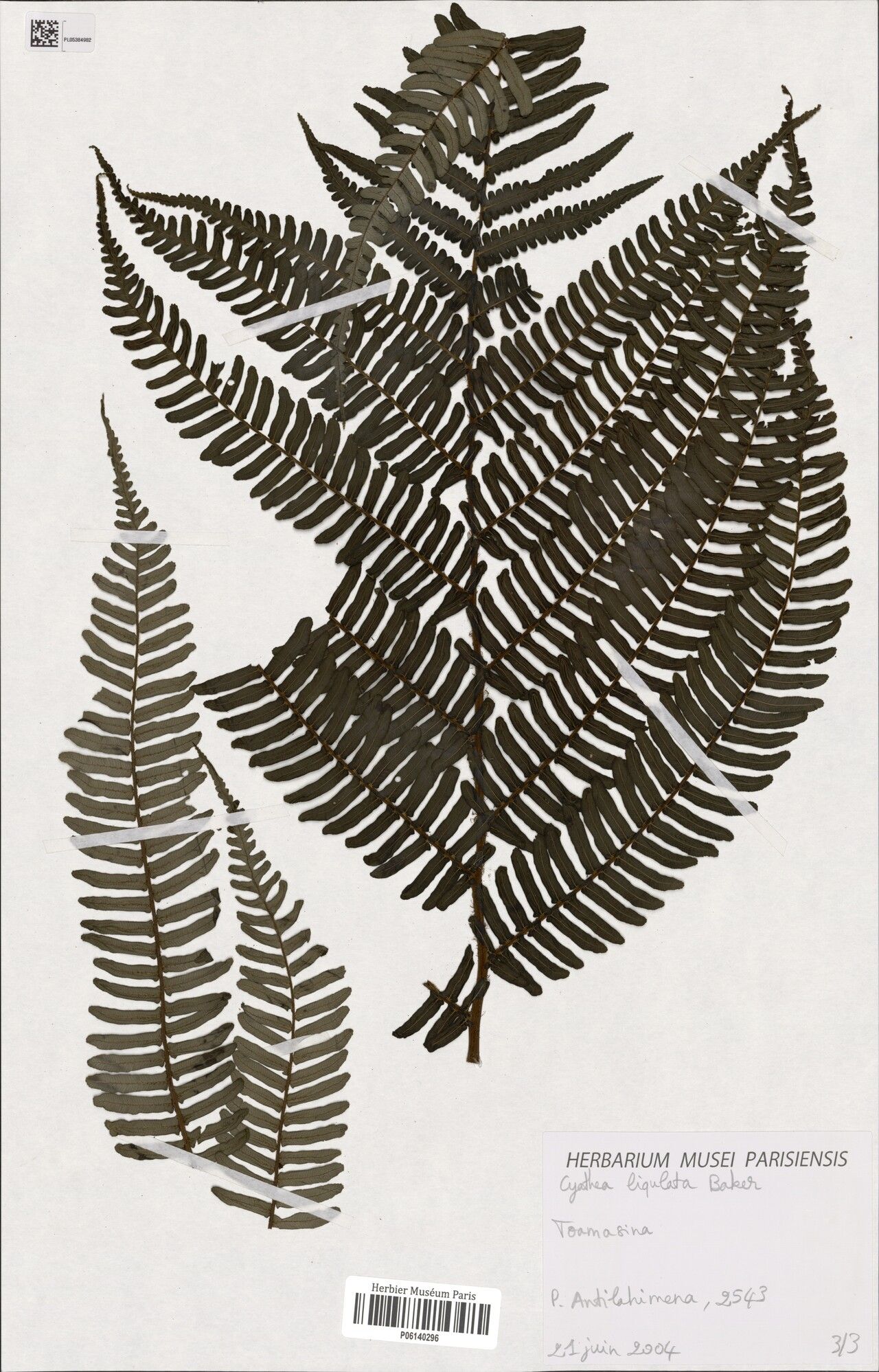 Alsophila ligulata — houseplant care guide