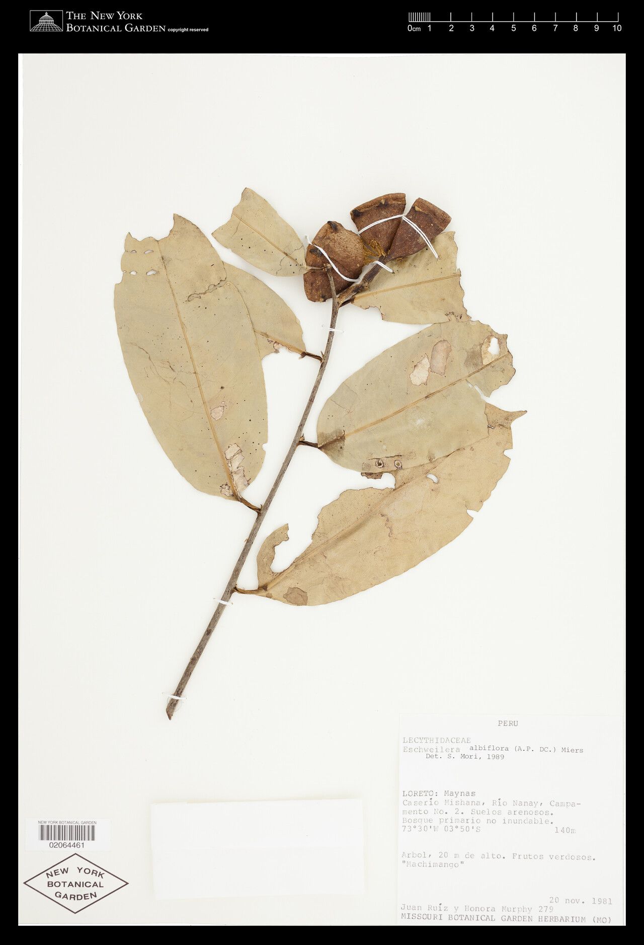 Eschweilera albiflora fruit