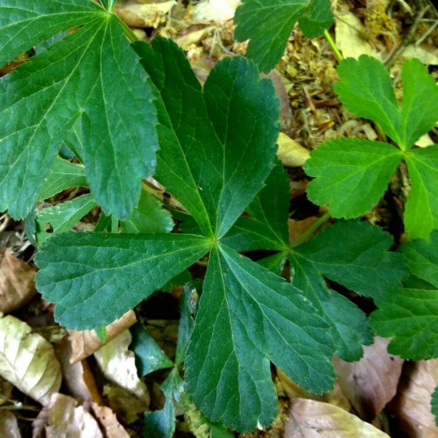 Sanicula epipactis — search result for 'Epipactis'