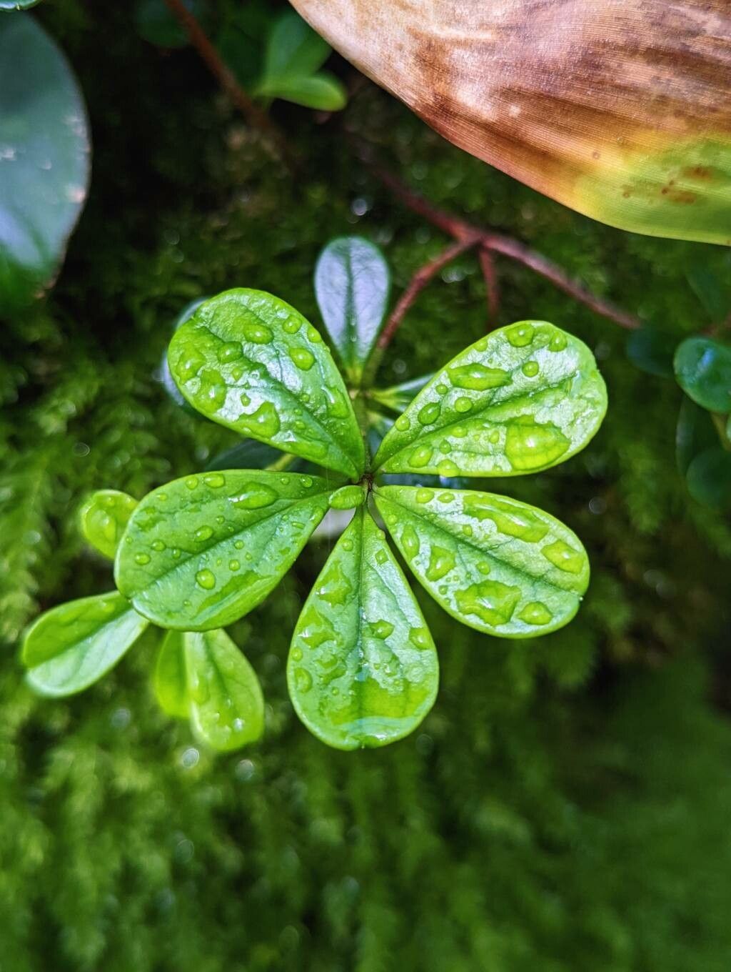 Rhododendron emarginatum leaf