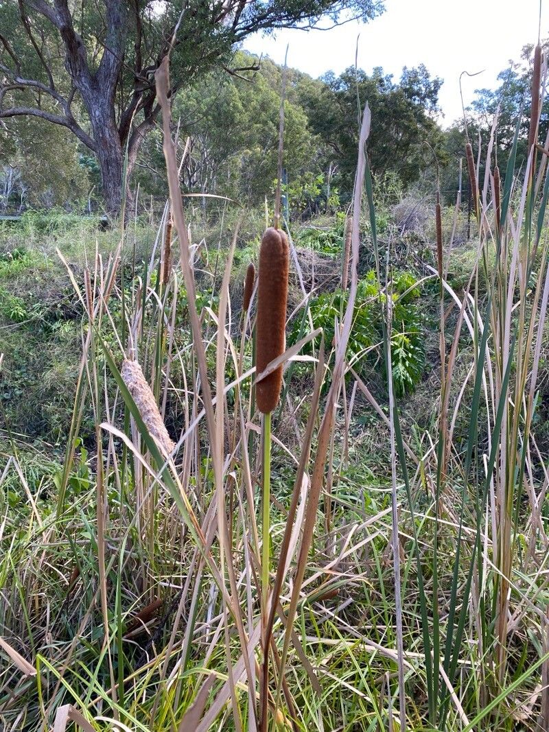 Typha orientalis — search result for 'Mongolia'