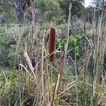 Typha orientalis