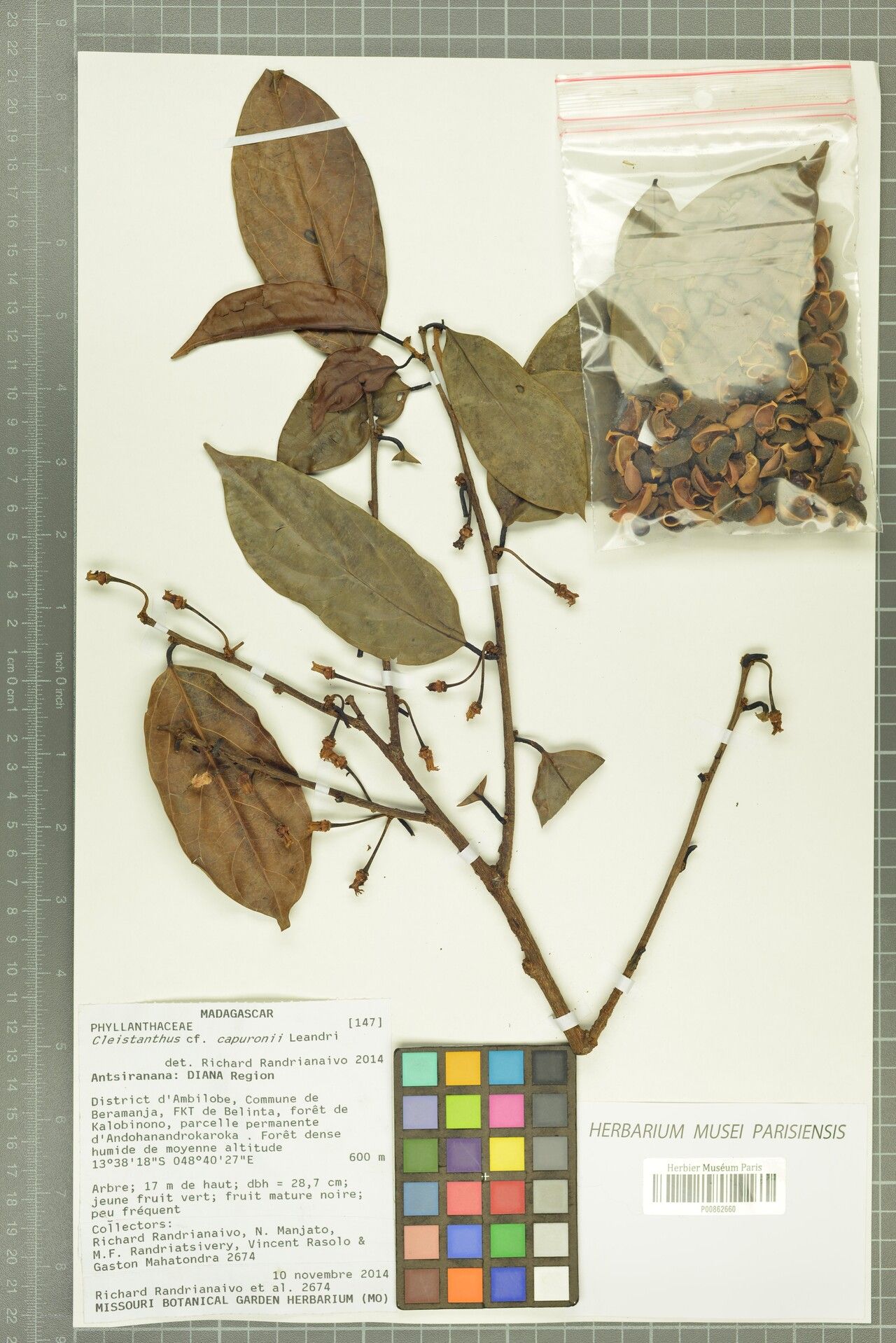 Cleistanthus capuronii — related species from the same genus