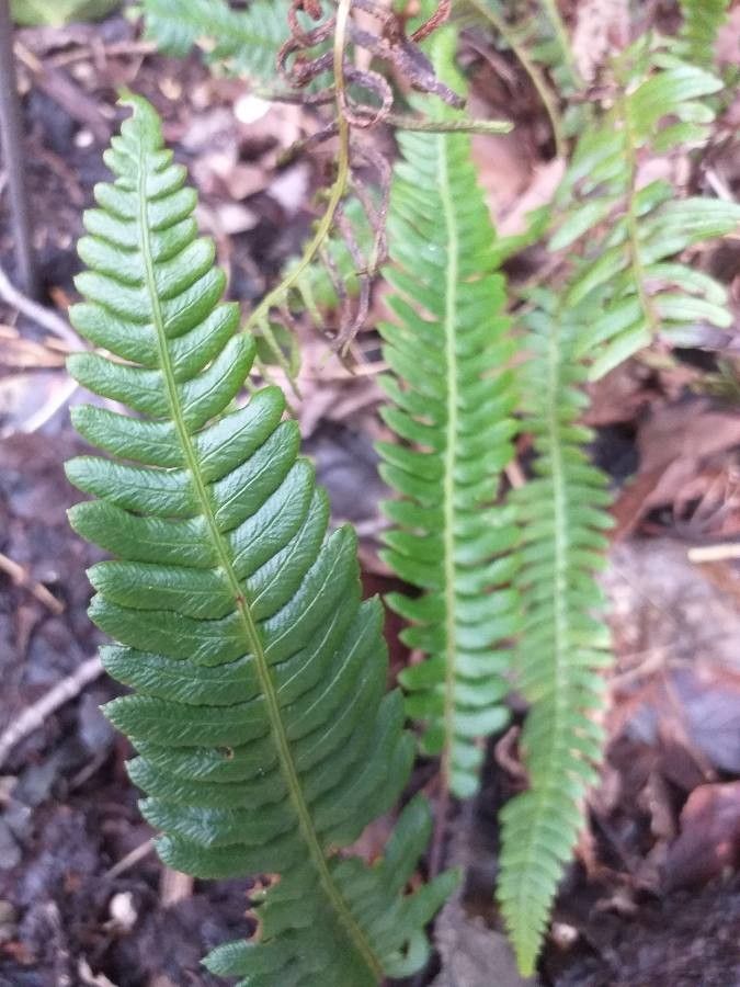 Blechnum nipponicum — houseplant care guide