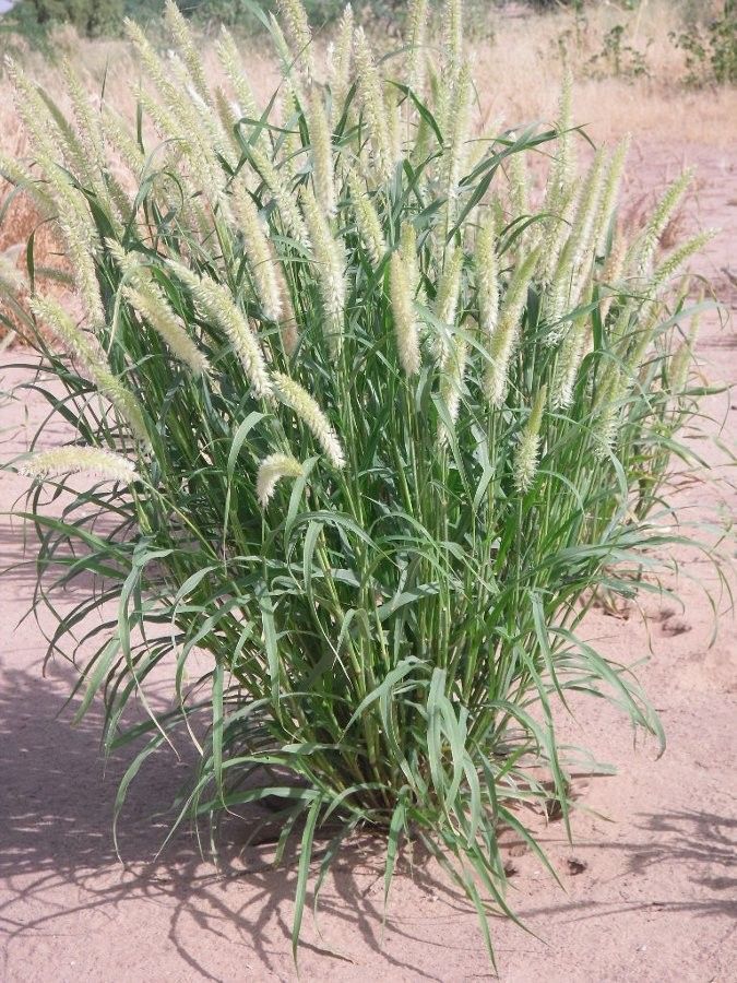 Cenchrus hordeoides — houseplant care guide