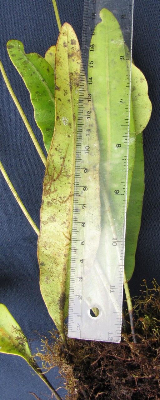 Elaphoglossum moranii — houseplant care guide