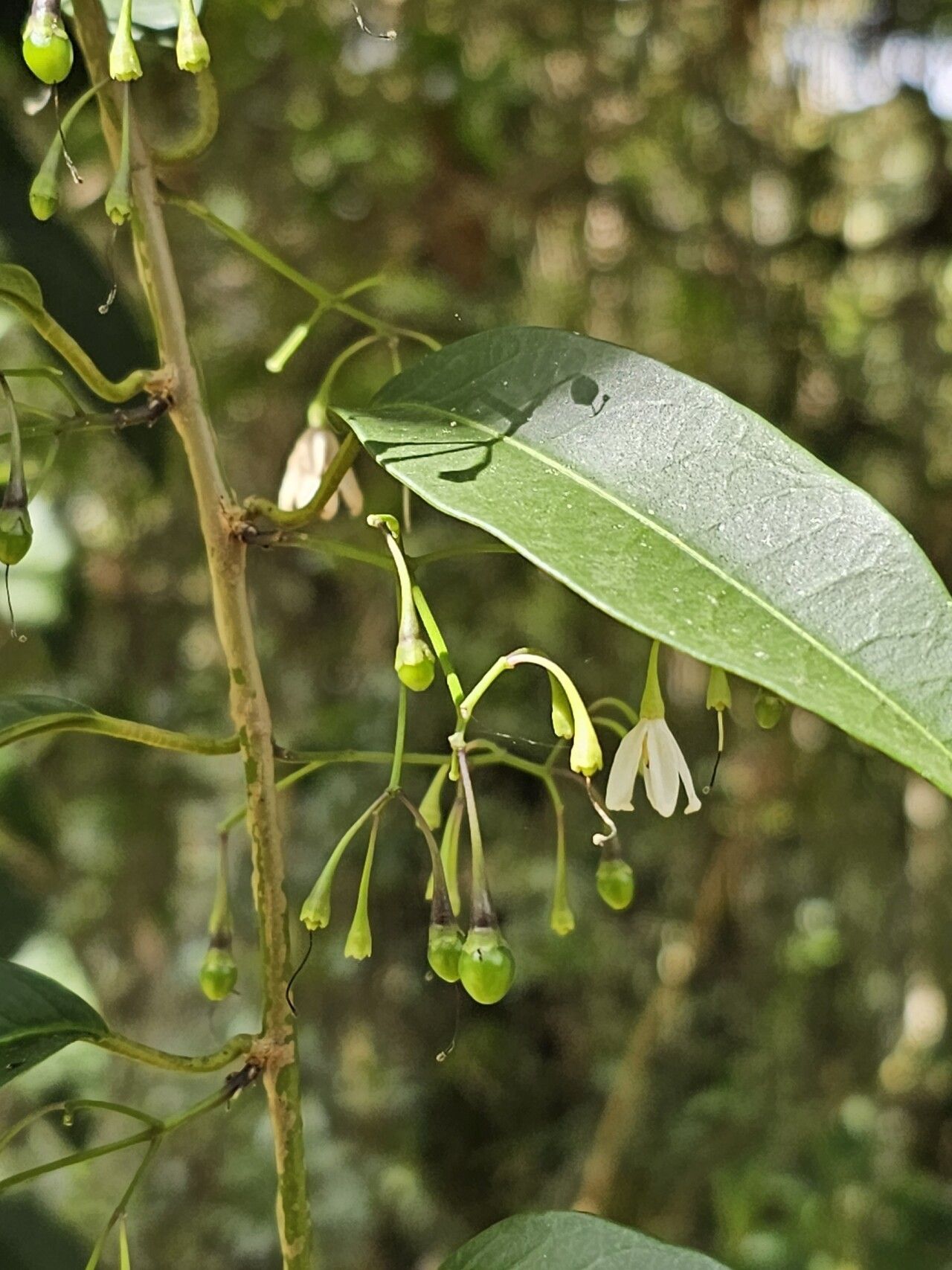 Solanum inodorum flower