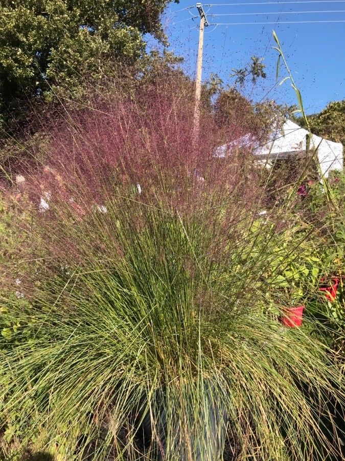 Muhlenbergia capillaris leaf