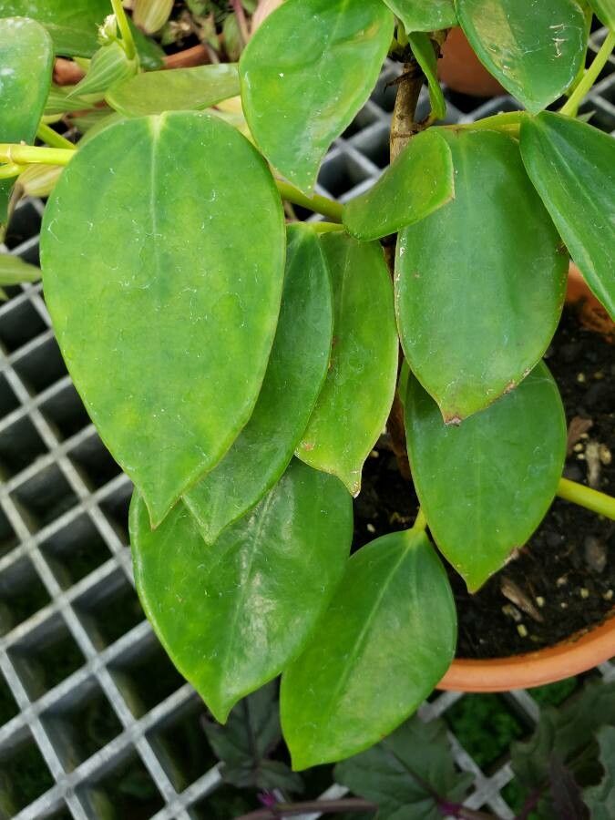 Begonia molleri — houseplant care guide