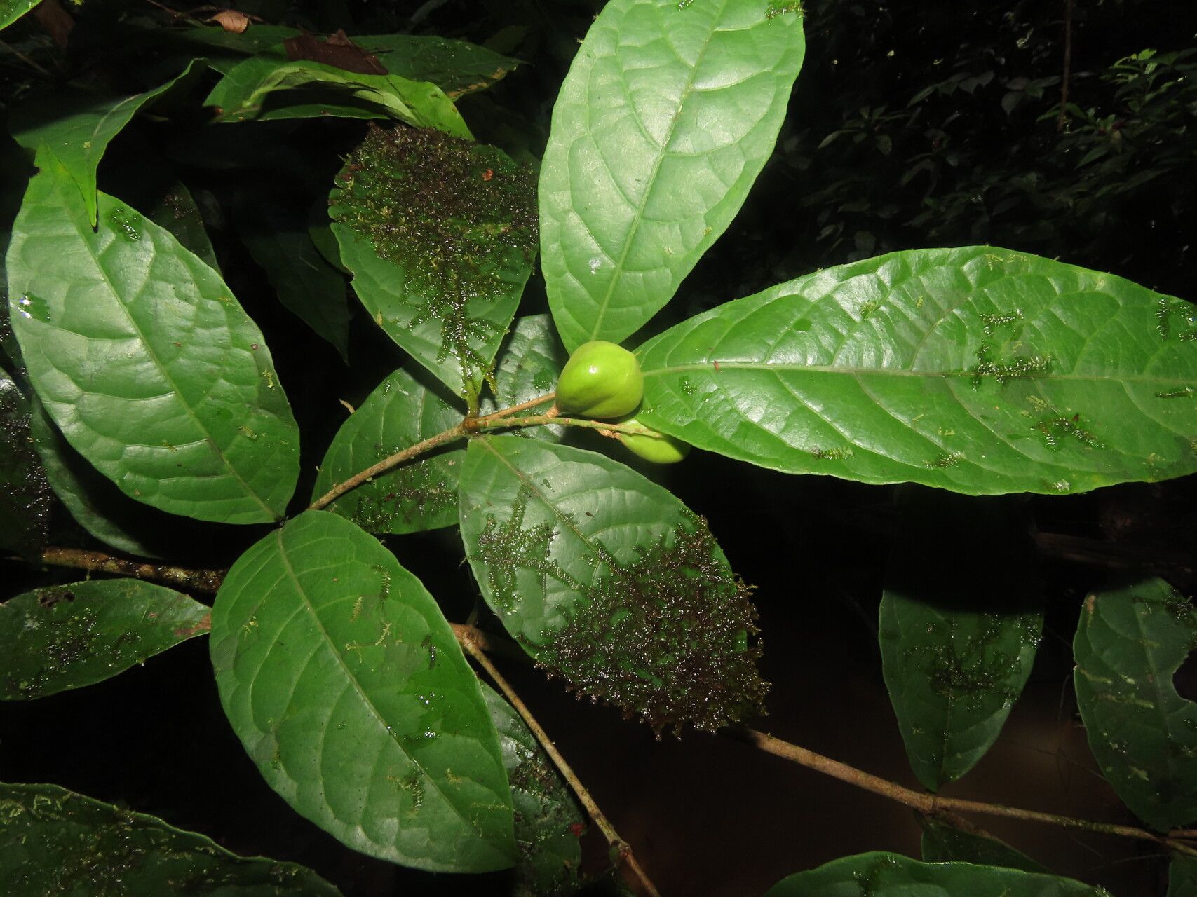 Rinorea squamata leaf