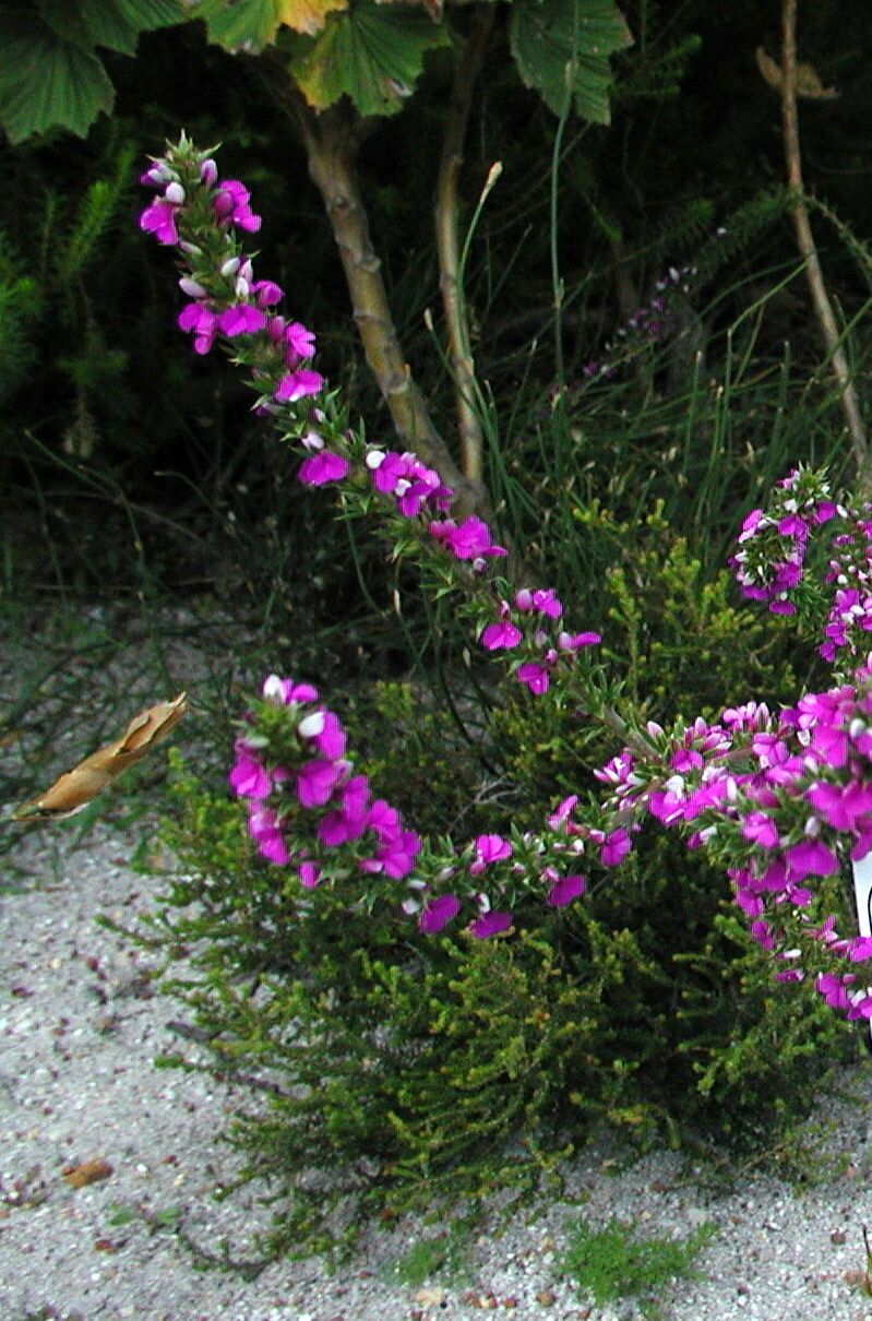 Muraltia heisteria habit