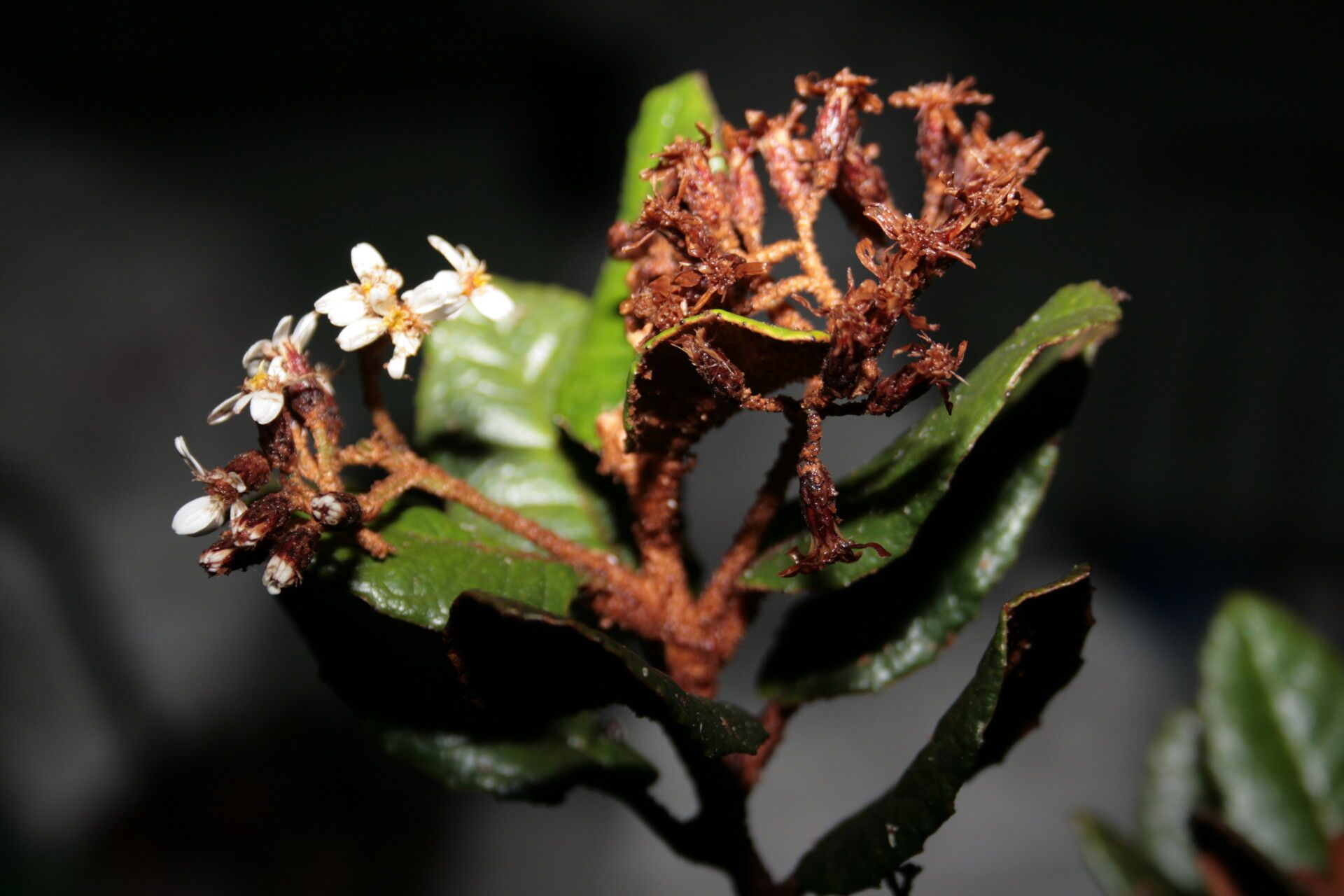 Olearia floccosa flower