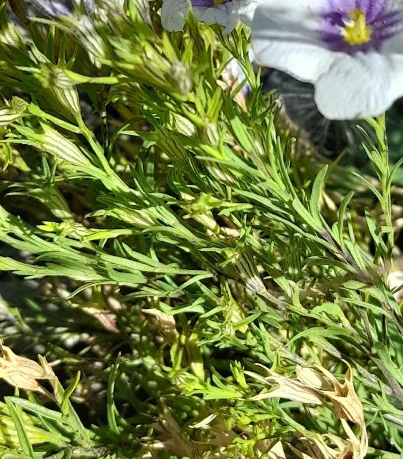 Nierembergia linariifolia