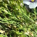 Nierembergia linariifolia