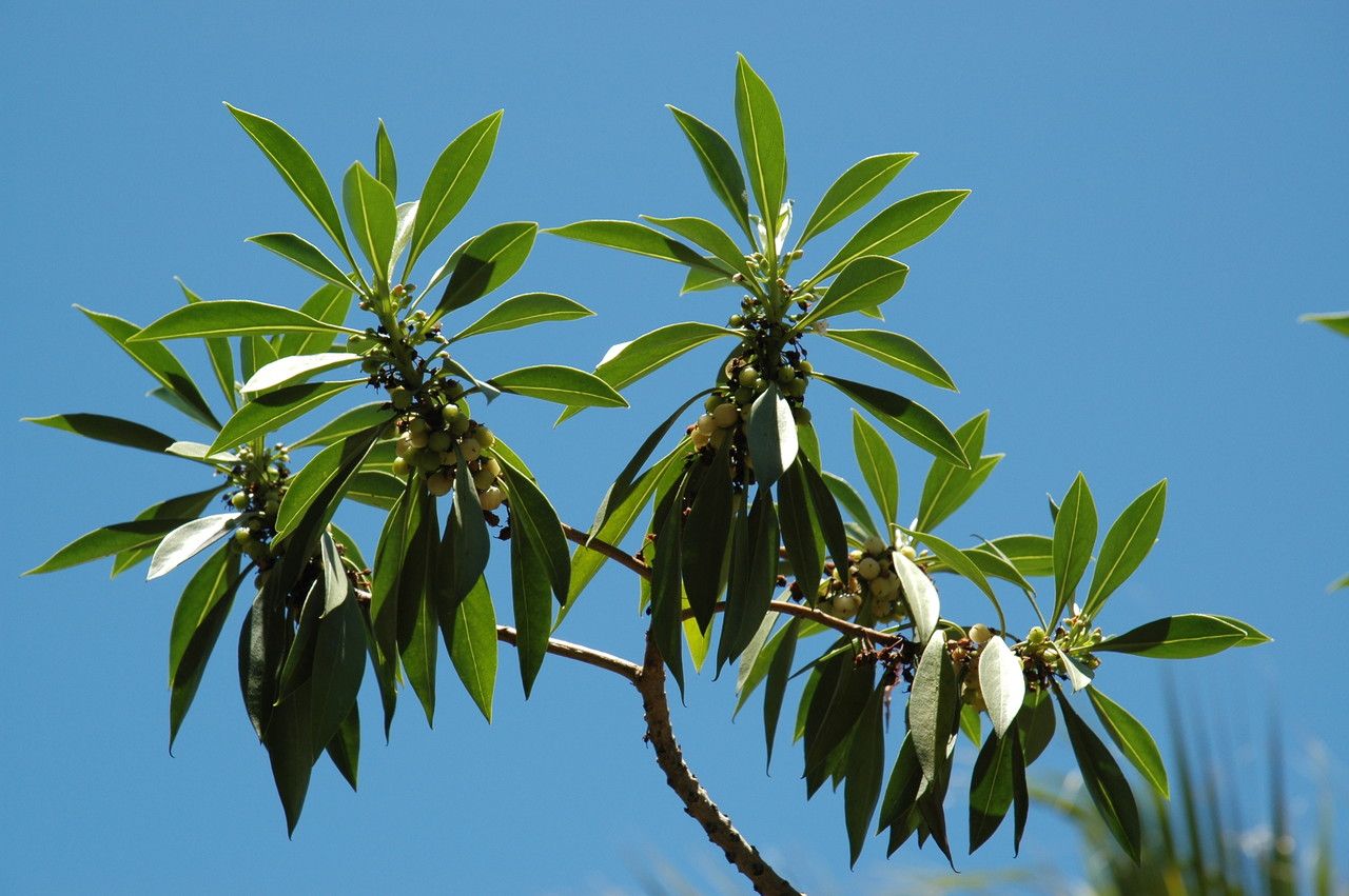 Myoporum sandwicense — search result for 'Scrophulariaceae'
