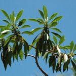 Myoporum sandwicense