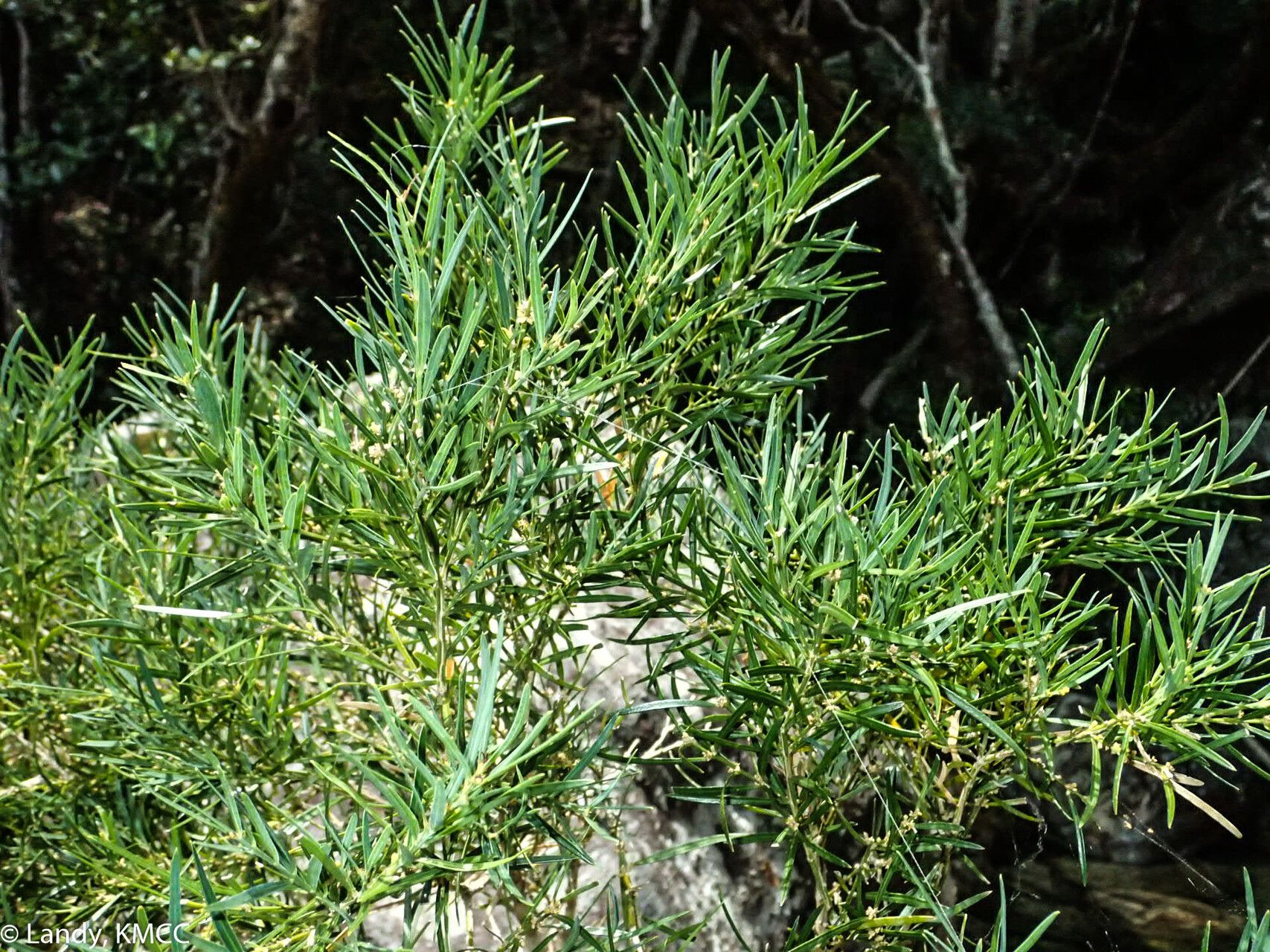 Buxus itremoensis habit