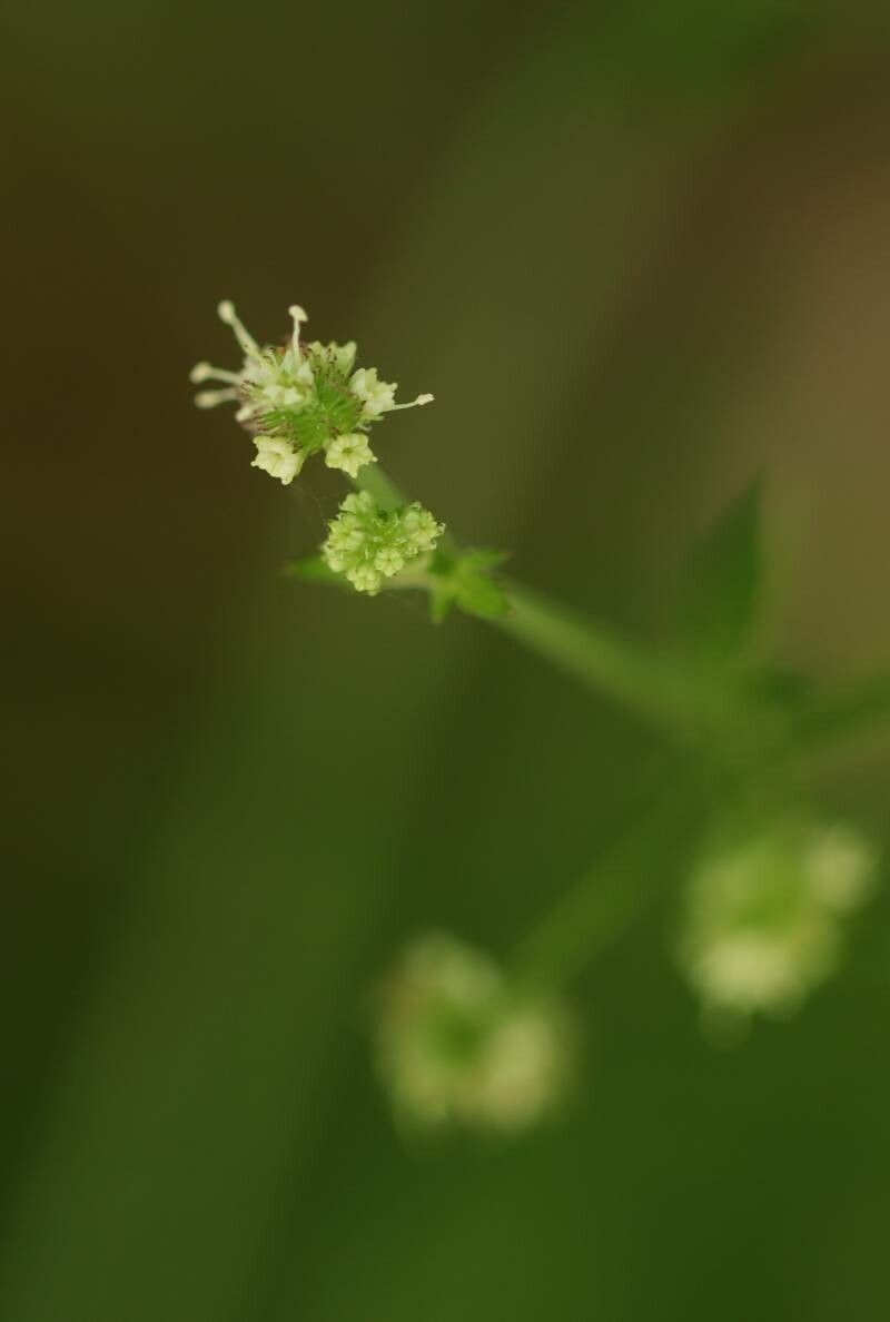 Sanicula chinensis flower