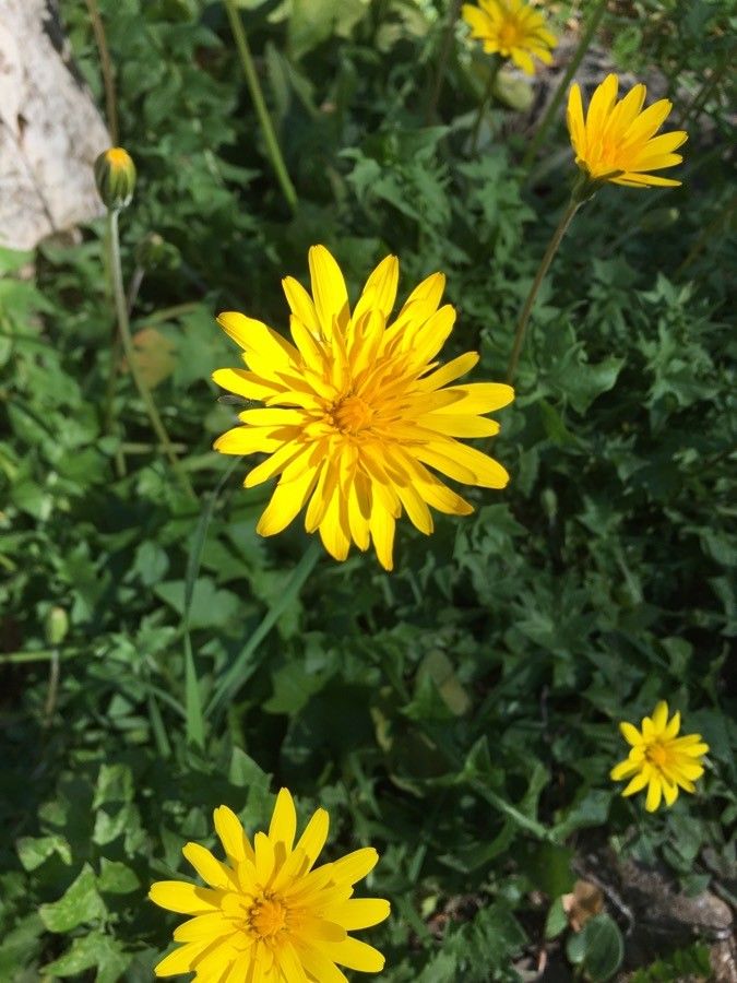 Hyoseris radiata flower