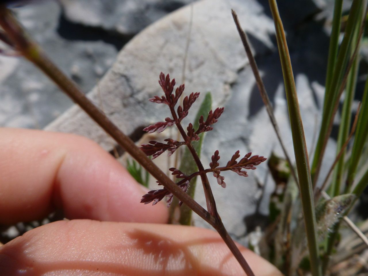 Orlaya platycarpos leaf