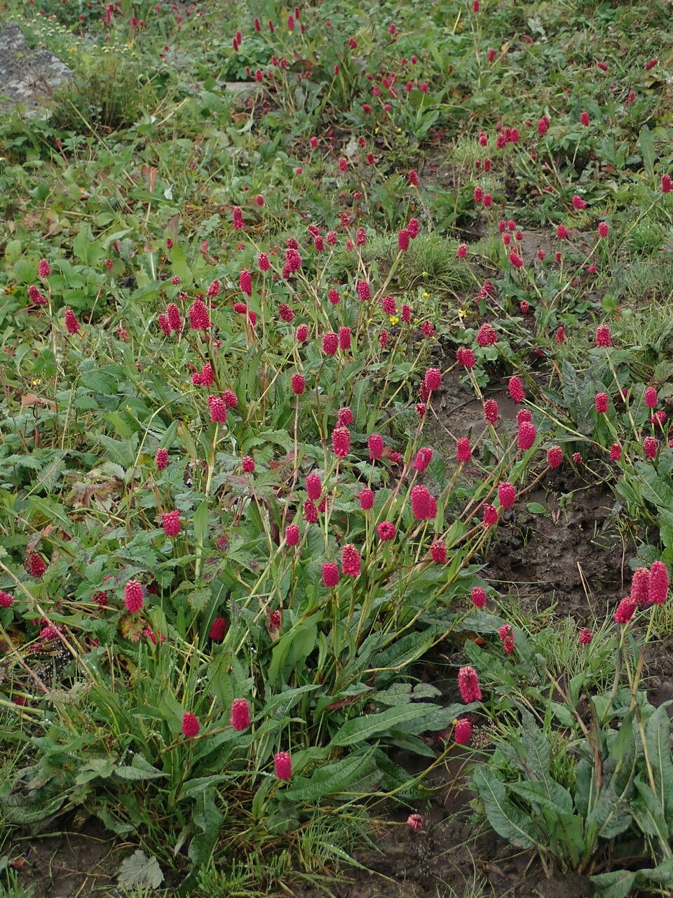 Bistorta milletii habit