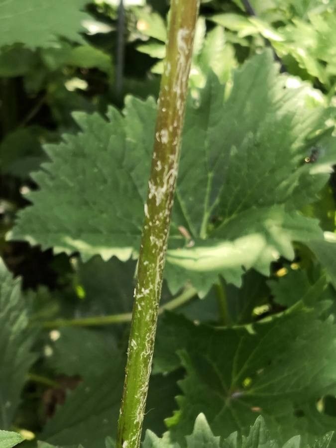 Ligularia wilsoniana bark
