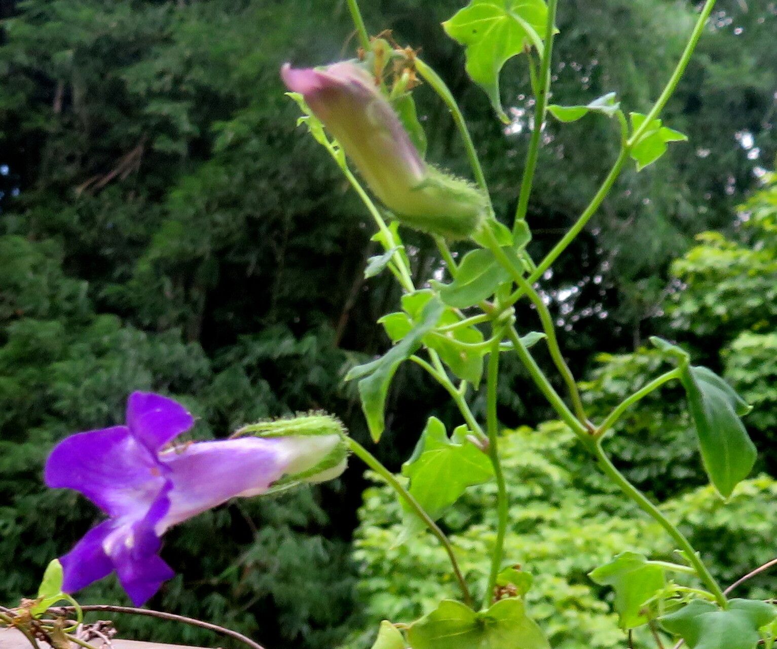 Maurandya scandens flower