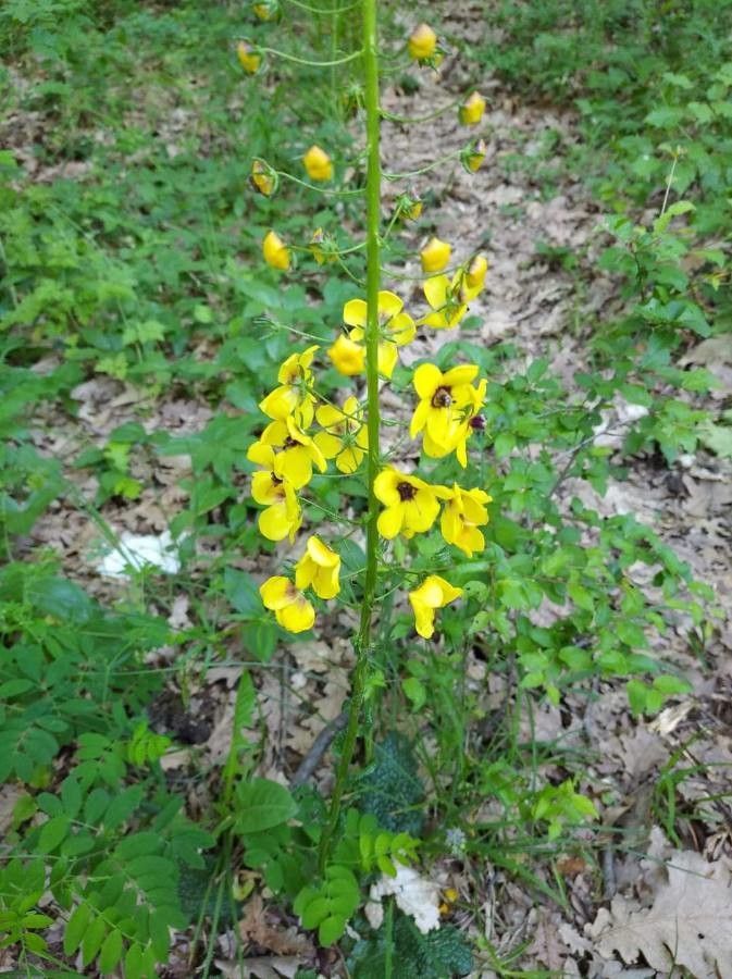 Verbascum xanthophoeniceum flower