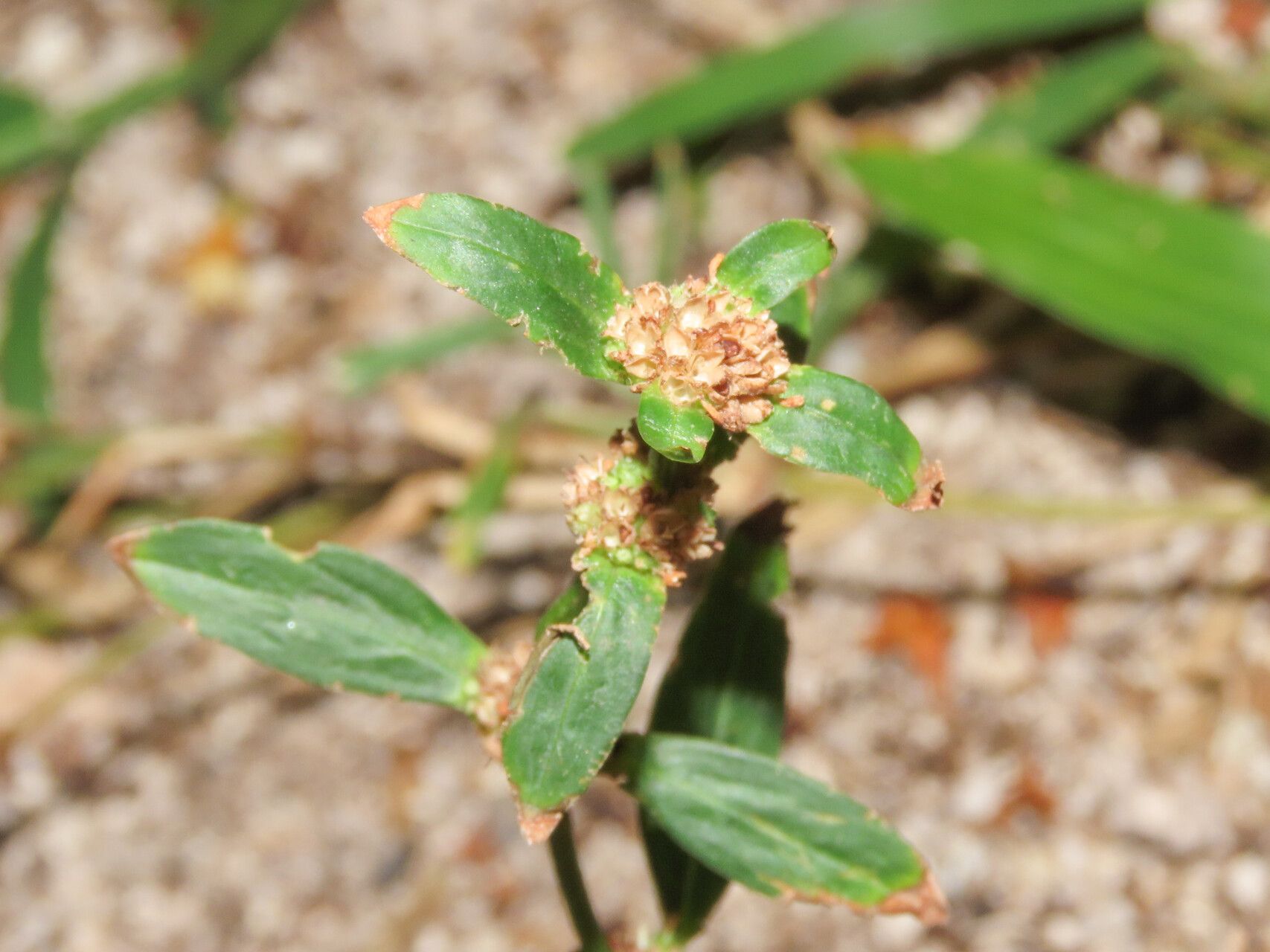 Borreria remota fruit