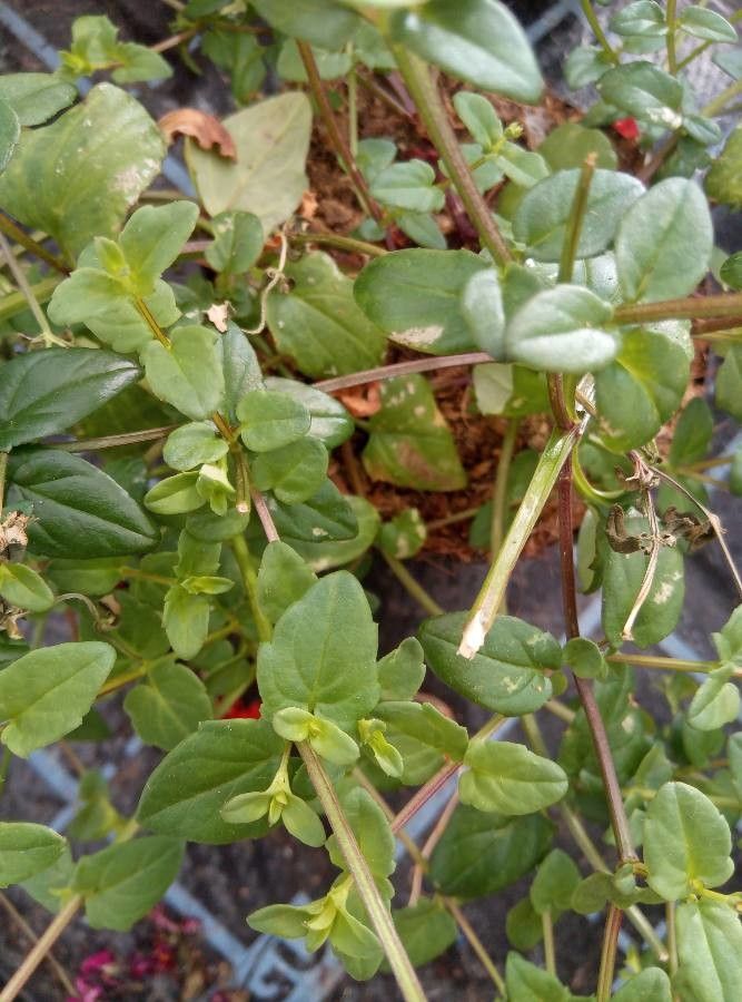 Diascia vigilis leaf