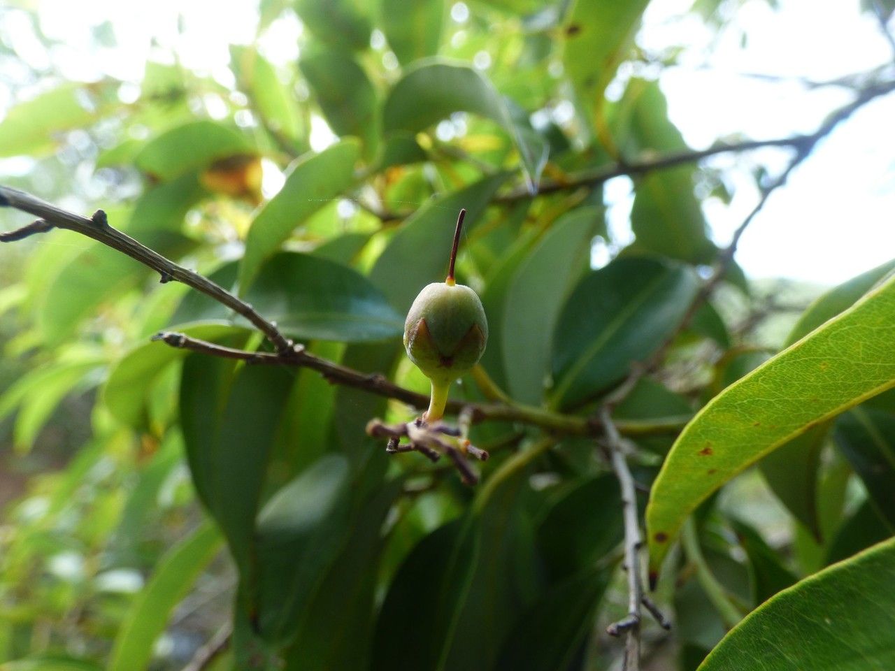 Agarista salicifolia fruit