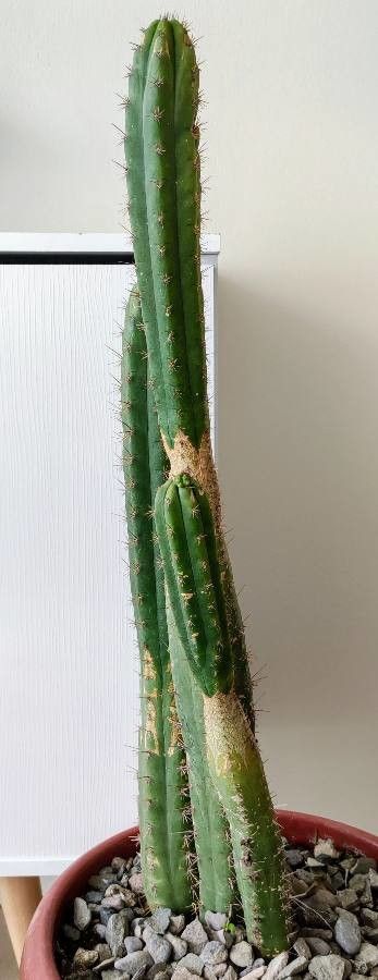 Echinopsis peruviana leaf