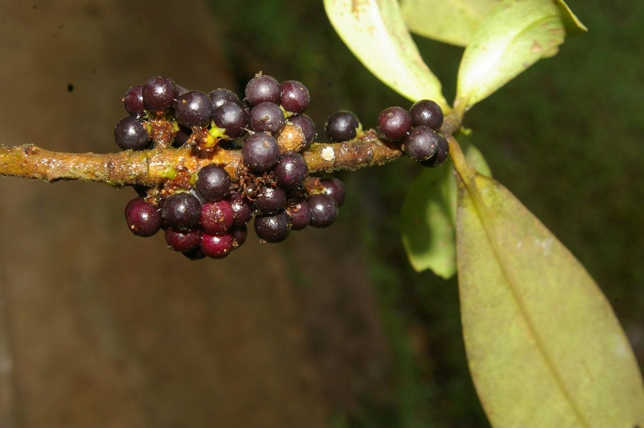 Varronia spinescens fruit